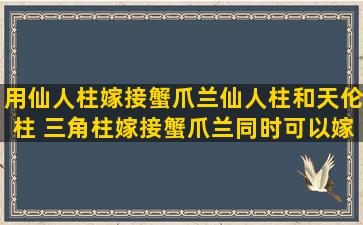 用仙人柱嫁接蟹爪兰仙人柱和天伦柱 三角柱嫁接蟹爪兰同时可以嫁接几处